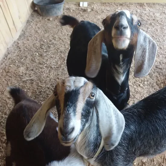 curious mini Nubian goats at Lachenbock Farm looking into the camera