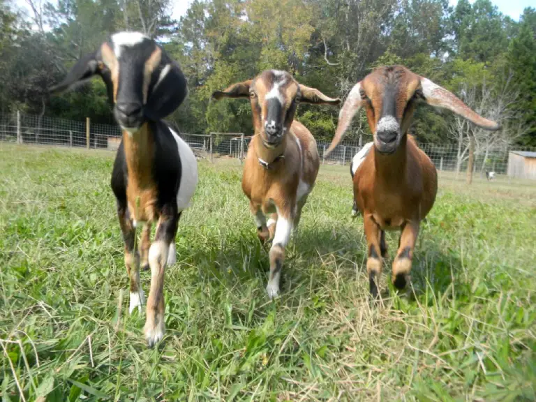 our mini Nubian dairy goats at Lachenbock Farm