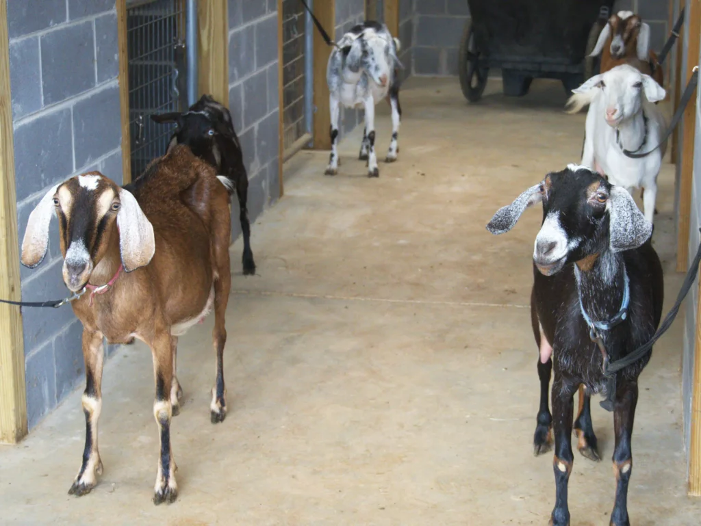 Nubian and mini-Nubian goats lined up in a barn hallway at Lachenbock Farm, ready for morning milking.